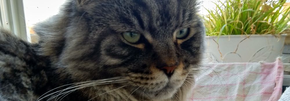 Beziehung von Katze und Mensch-Katzensprung durch die Epochen der Geschichte