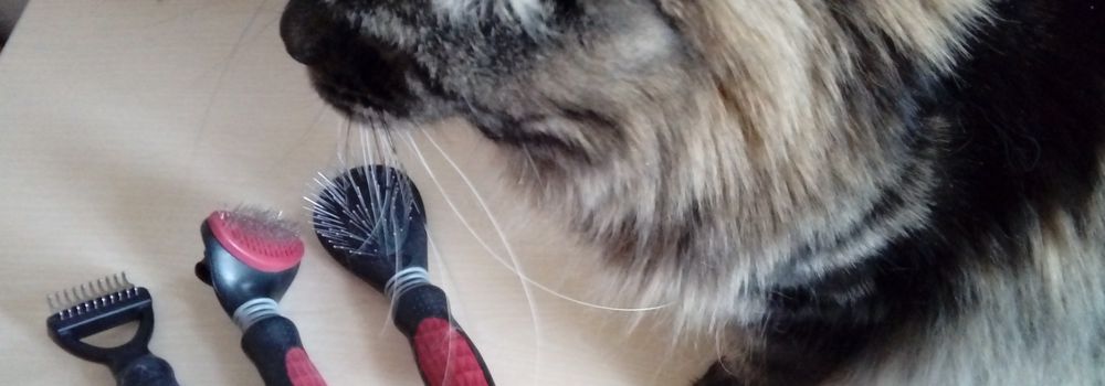 Fellpflege für Katzen-Zum schnurren schönes Katzenfell