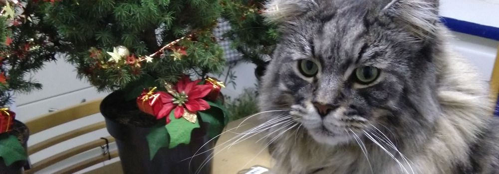 Katzengeschichte