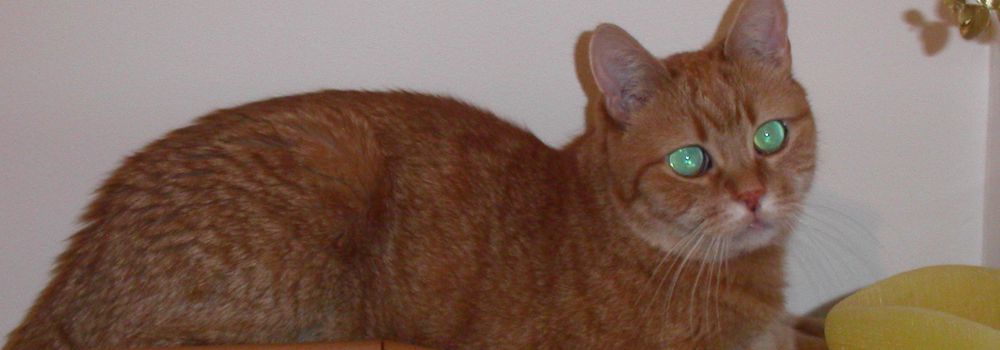 Katzengeschichte