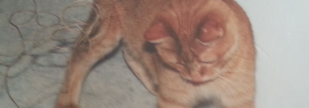 Katzengeschichte