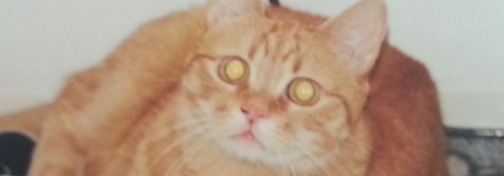Katzengeschichte