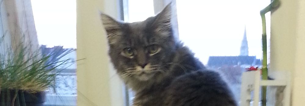 Katzengeschichte