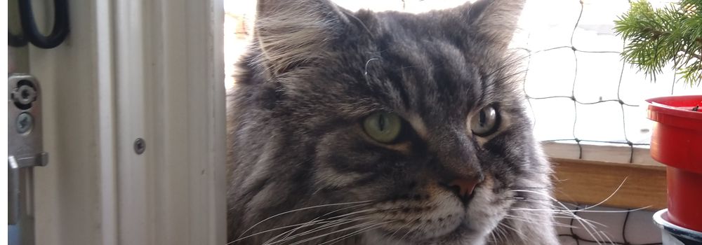 Katzengeschichte