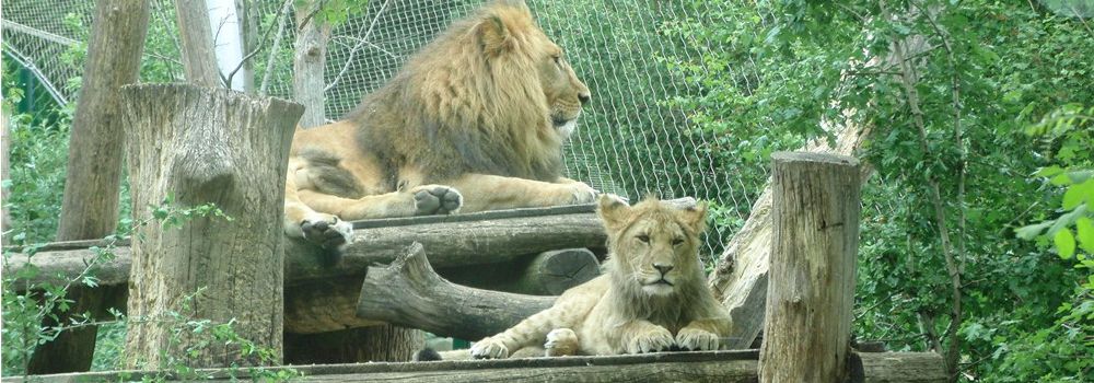 Tiergarten Schönbrunn-Ein Besuch bei den Großkatzen des Wiener Zoos