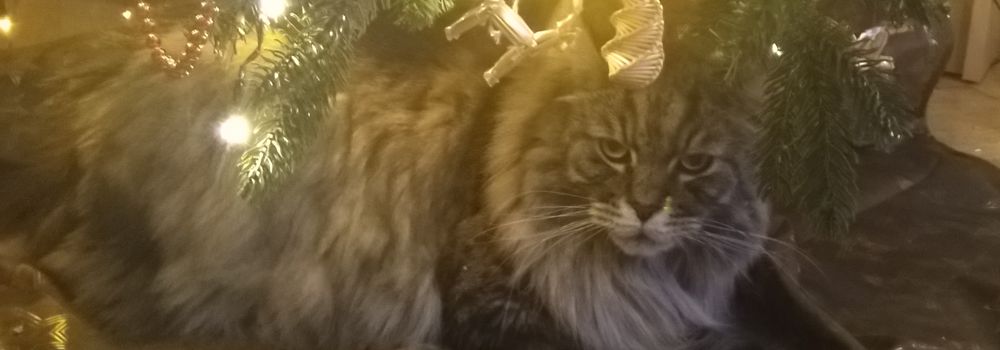 Weihnachtszeit-Weihnachten feiern mit Katzen