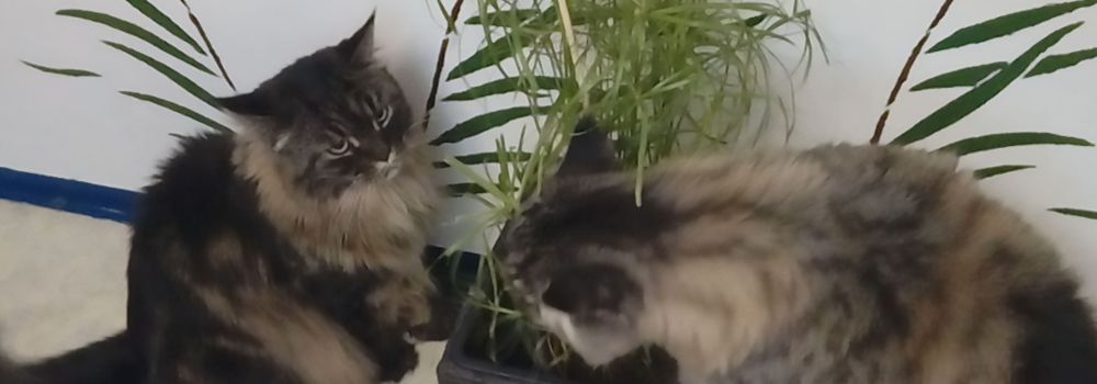 Pflanzen für Katzen: Zyperngras