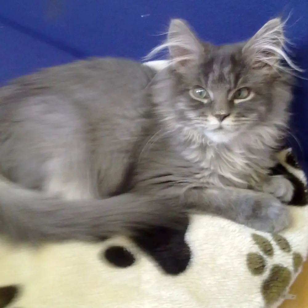 Katze auf Kuschelkissen