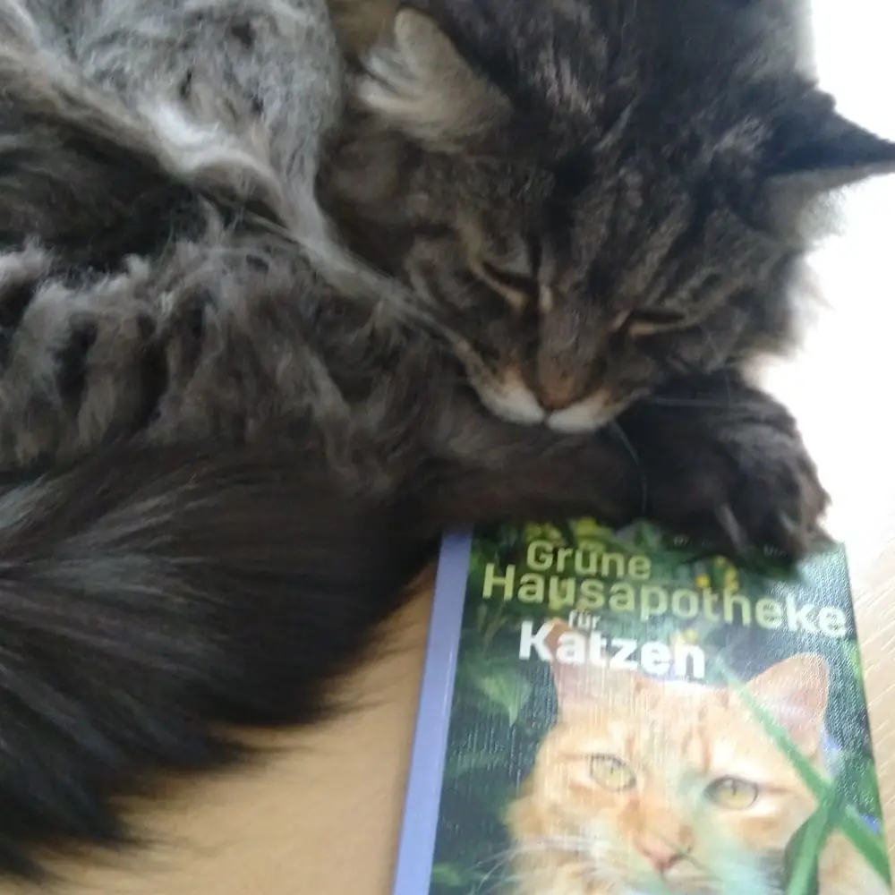 Katze mit Buch "Grüne Hausapoteke für Katzen"