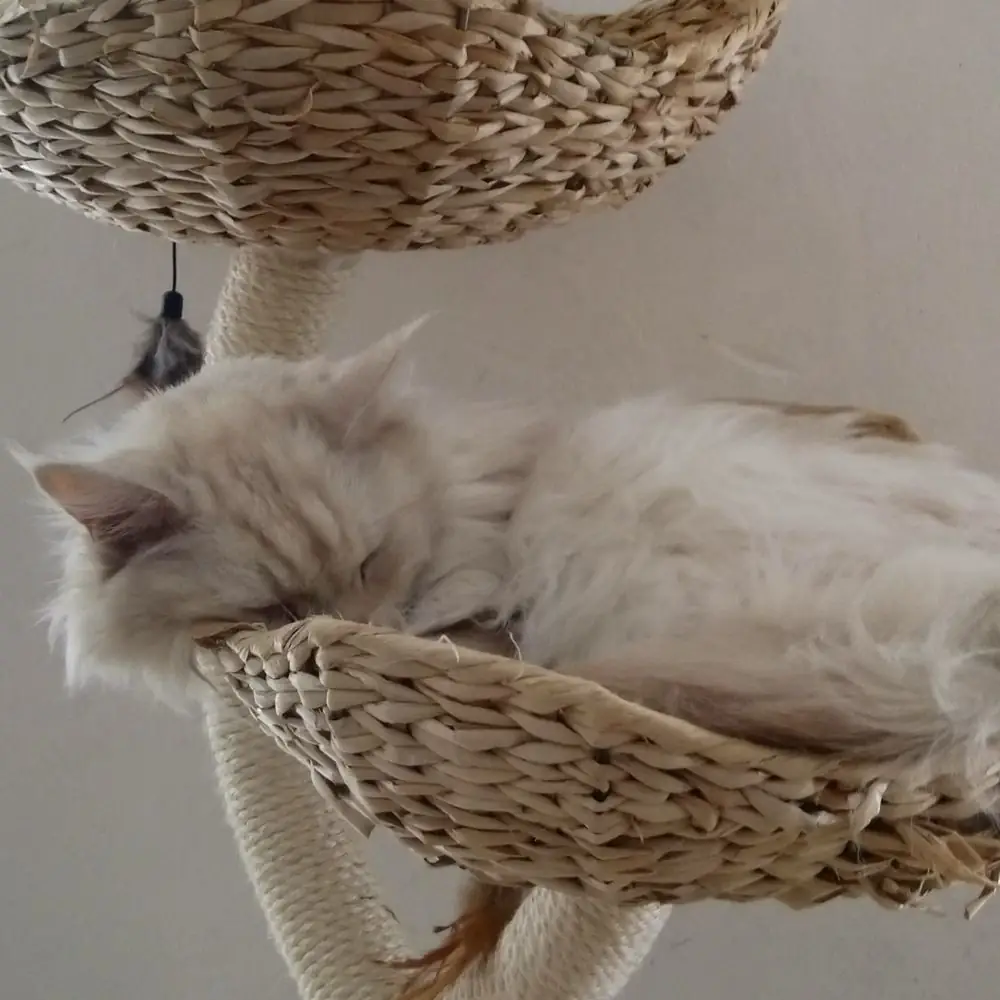 Katze im Cafe Neko
