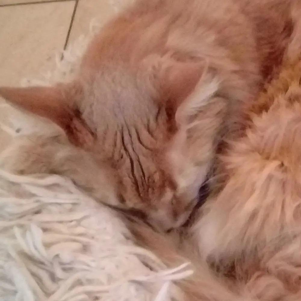 Katze im Cafe Neko