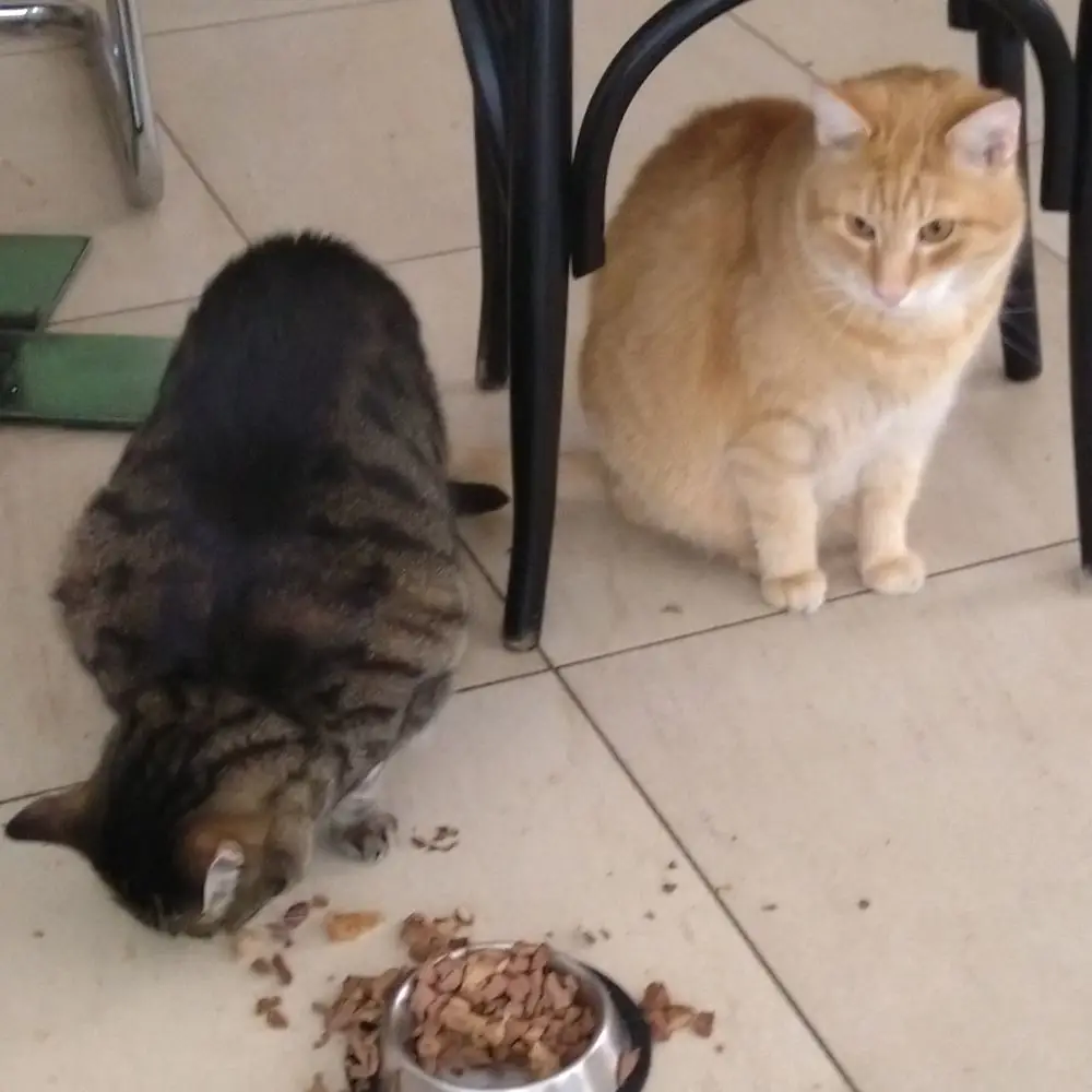 Katzen im Cafe Neko