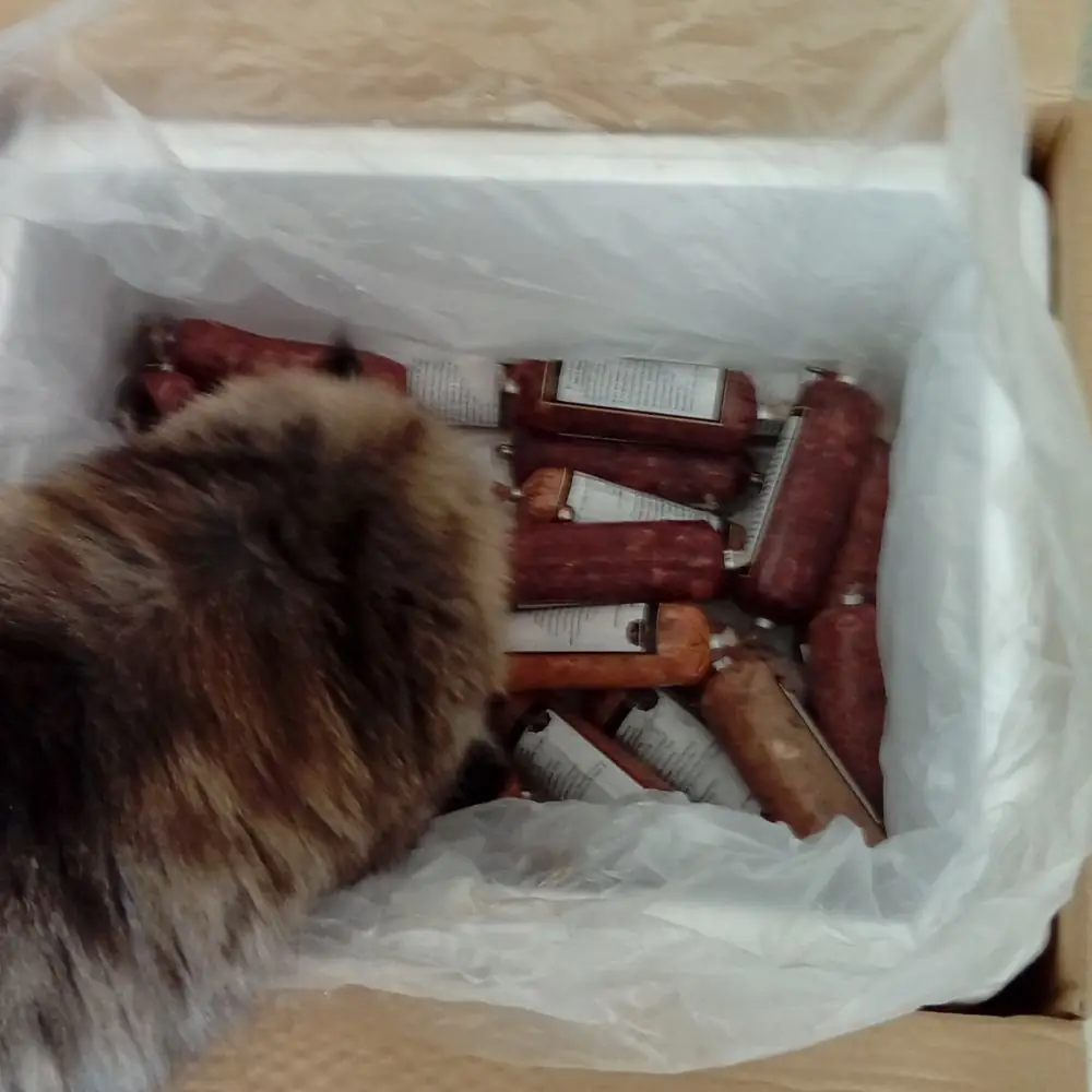 Katze mit Karton von Firma eBarf