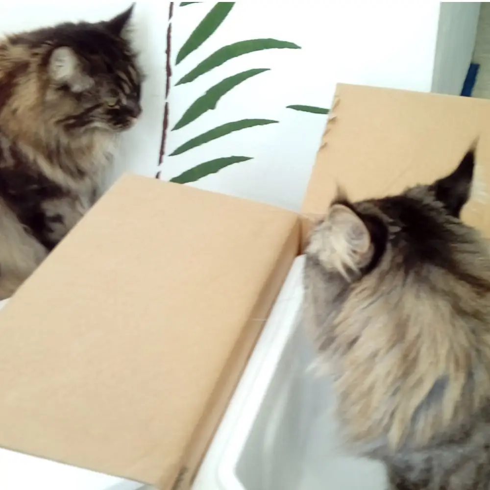 Katzen mit Karton von Firma eBarf