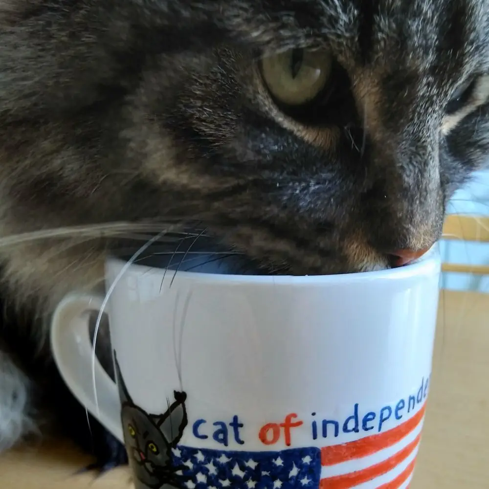 Katze mit selbstbemalter Tasse
