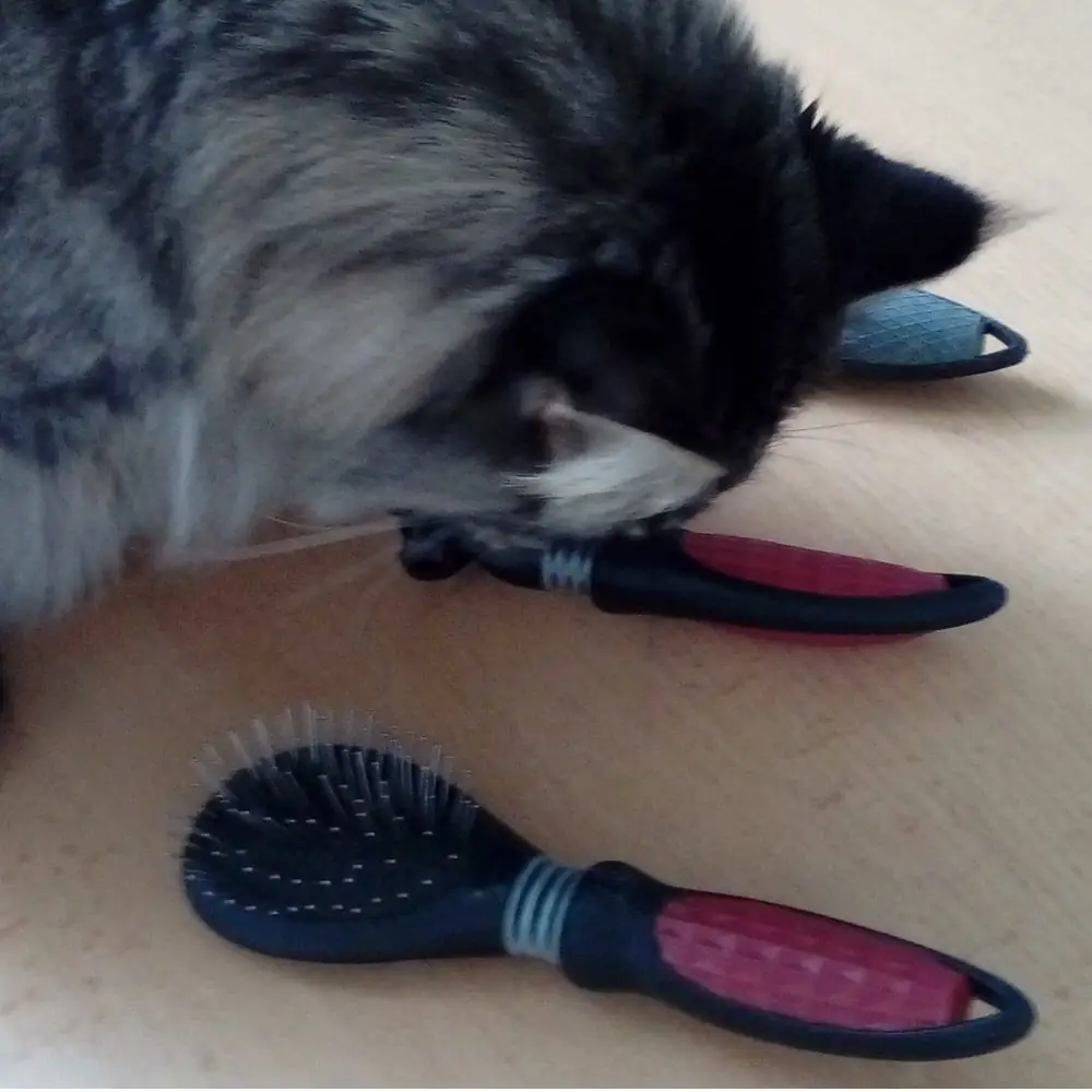Katze mit Bürsten für Fellpflege