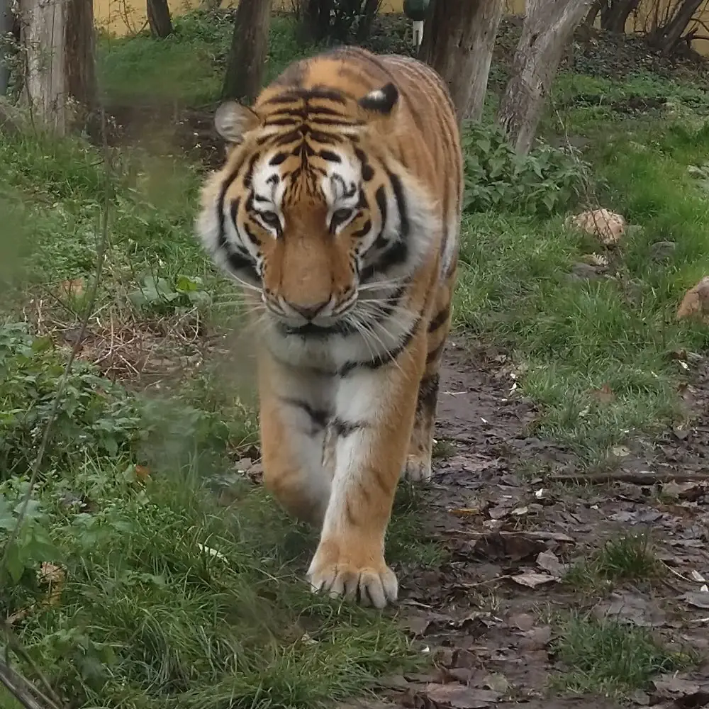 Weltweiter Katzenfeiertag: Tag des Tigers