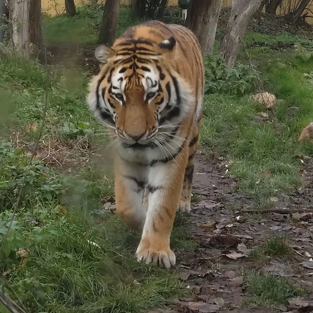 Tag des Tigers