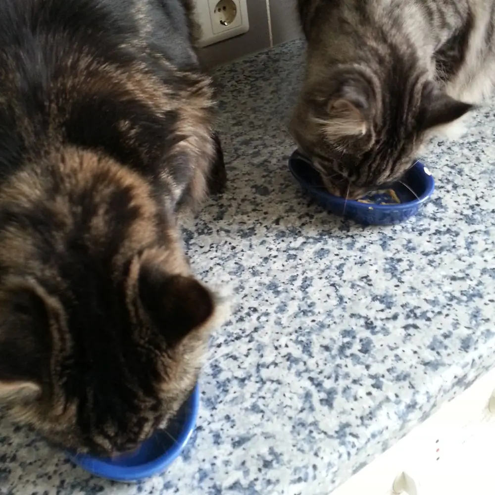 Zwei Katzen beim fressen