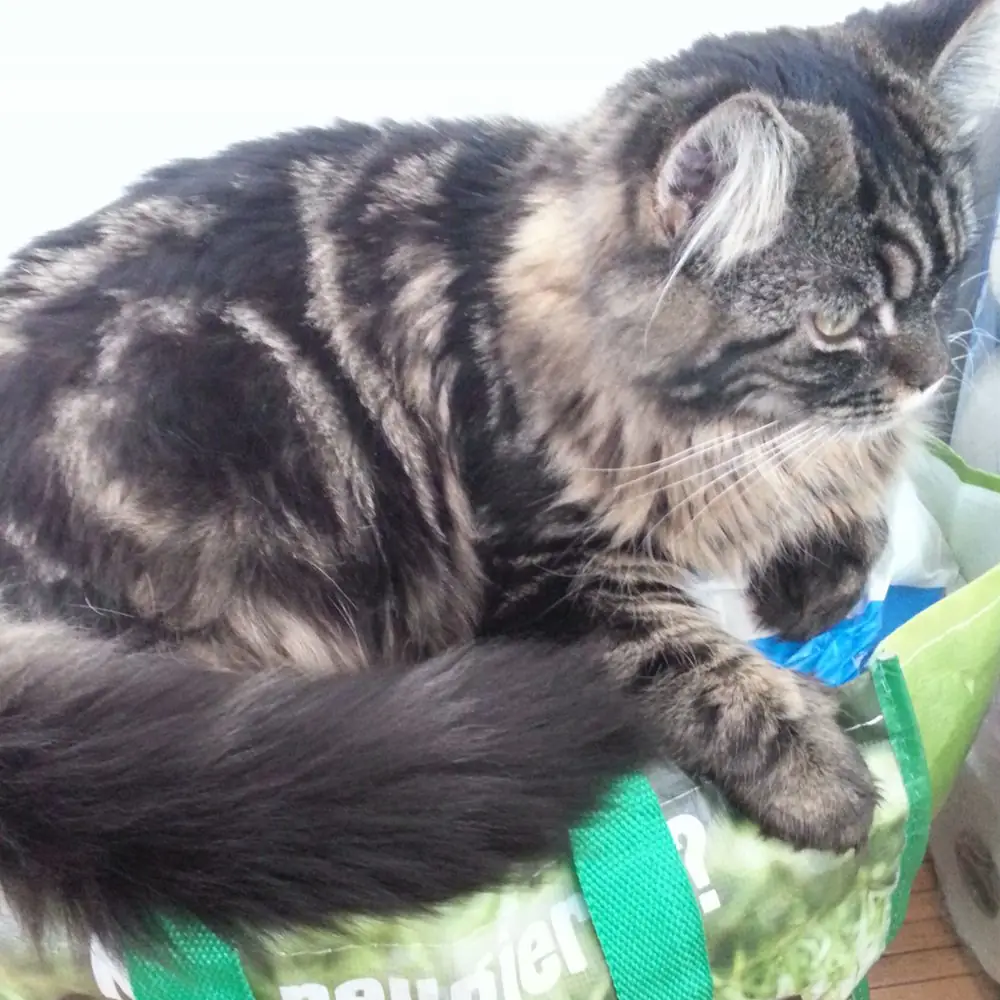 Katze mit Tabbymuster