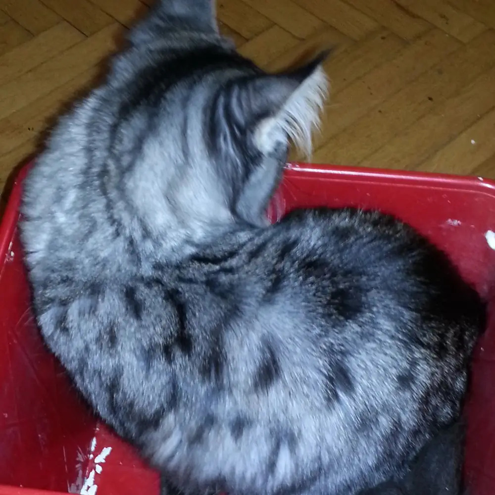 Katze mit Tabbymuster