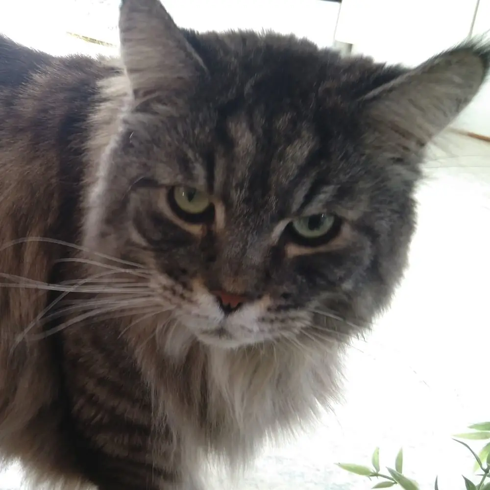 Katze blickt skeptisch, wegen Tipps für Katzen aus dem Internet