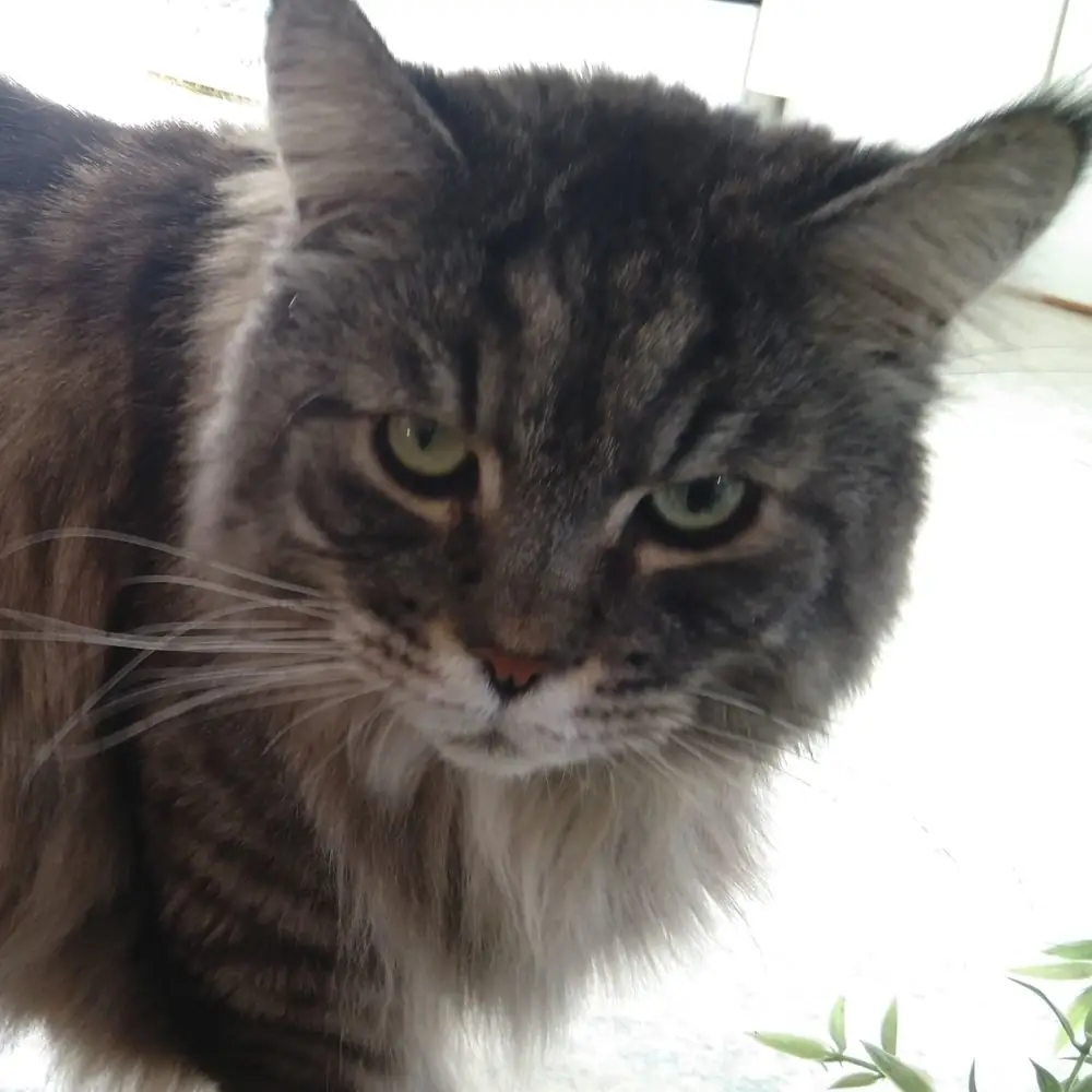 Katze blickt skeptisch