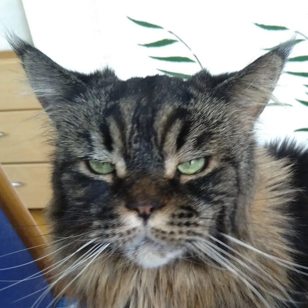 Katze blickt mürrisch