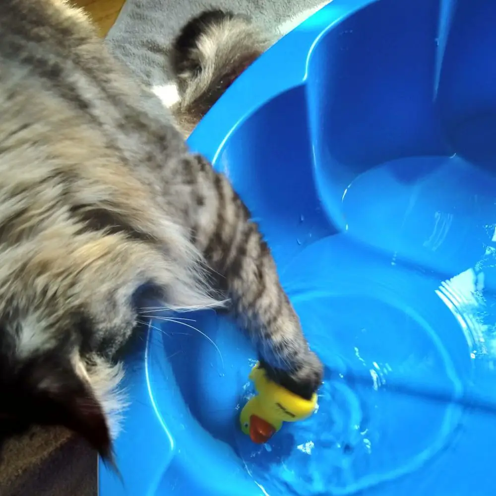 Katze fischt Spielzeug aus Wasser