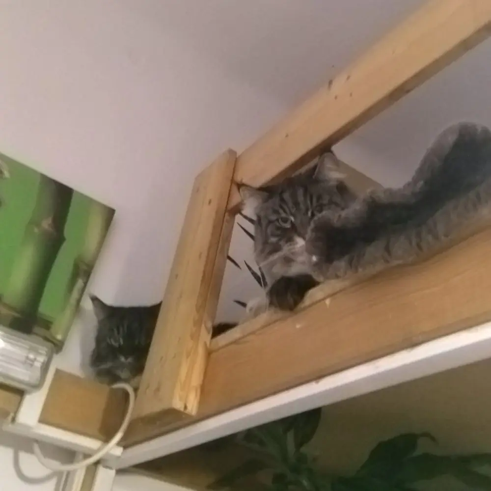 Zwei Katzen schauen von Hochbett herab