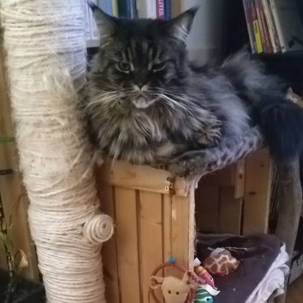 Katze am Kratzbaum