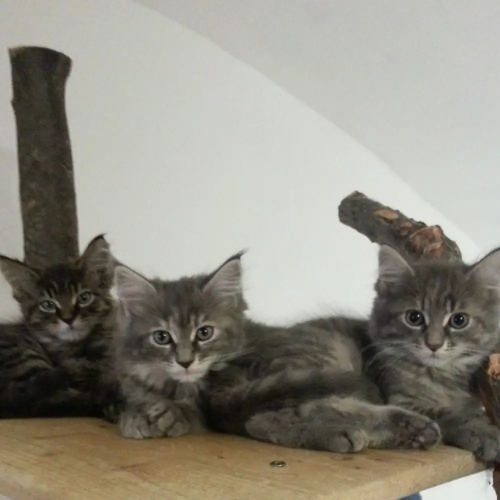 Kitten im Alter von ca. 8 Wochen