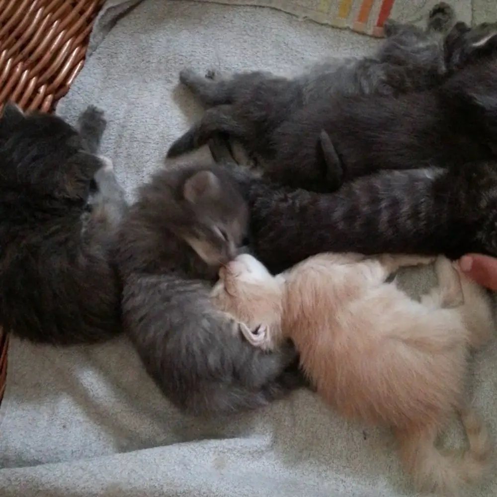 Kitten im Alter von ca. 6 Wochen