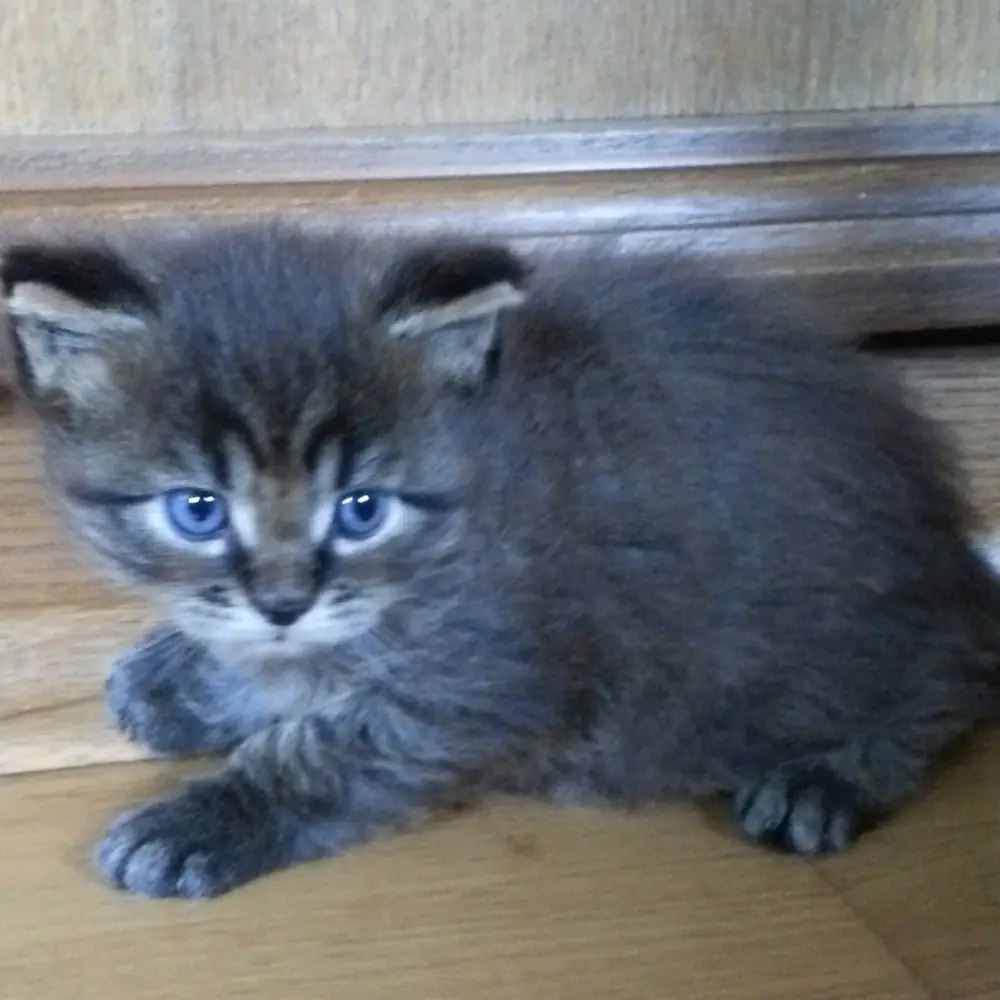 Kitten im Alter von ca. 6 bis 8 Wochen