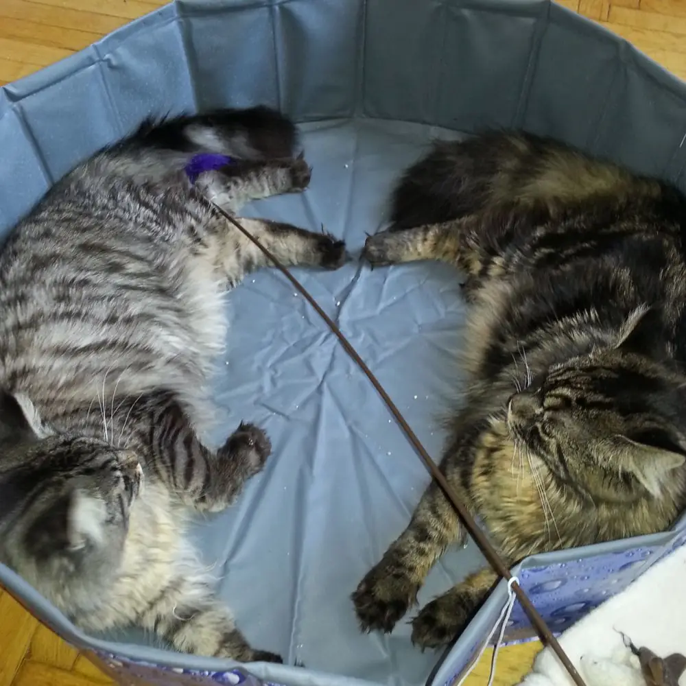 Katzen im faltbaren Katzenpool