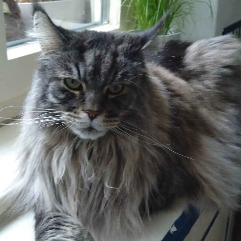 Erwachsener Maine Coon Kater