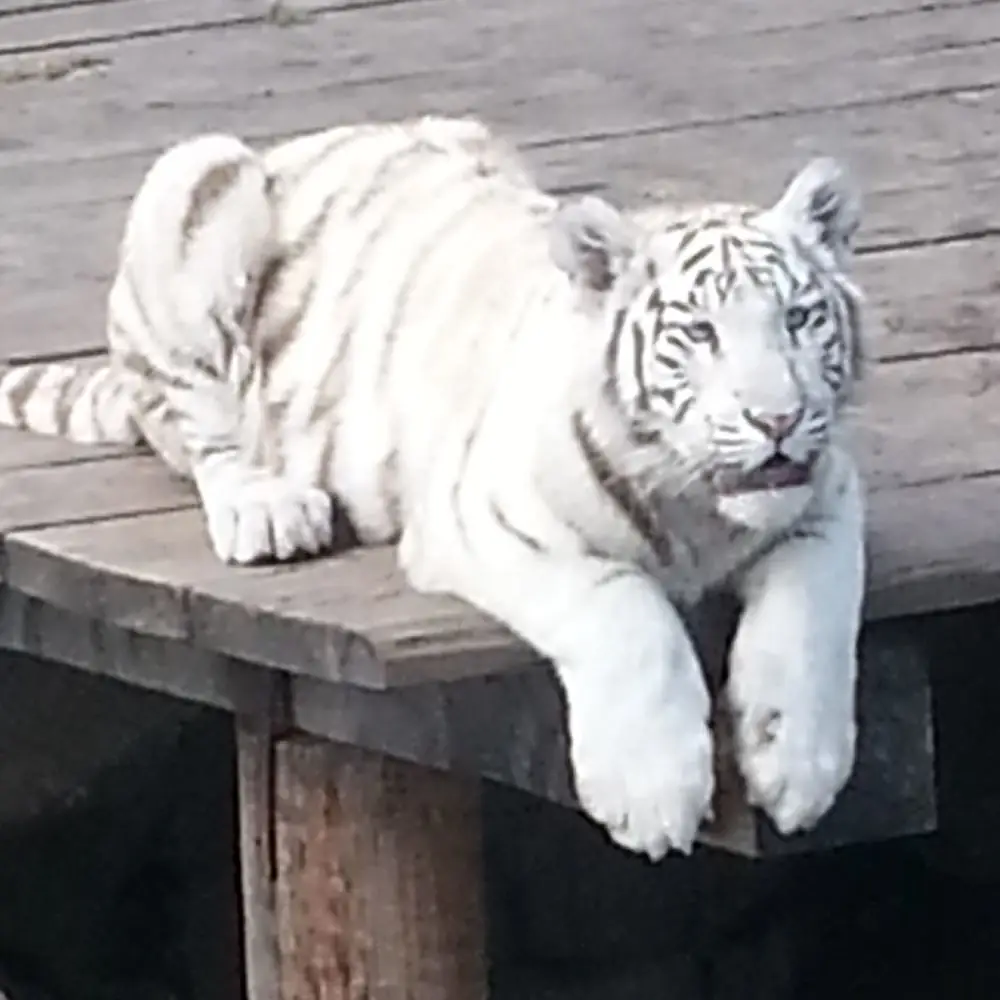 Junger, weißer Tiger