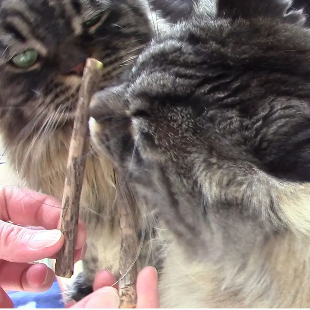Katzen mit Matatabi-Sticks von Whiskey Katzensticks