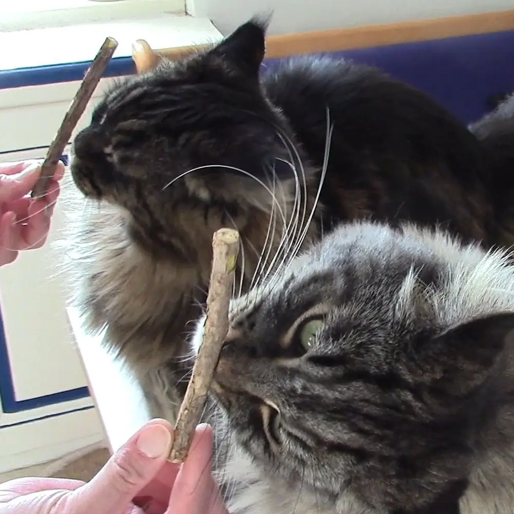 Katzen mit Matatabi-Sticks von Whiskey Katzensticks