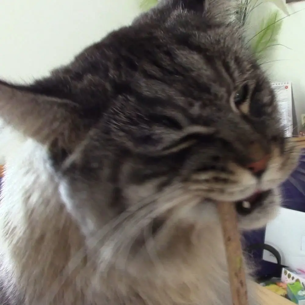 Katze kaut an Matatabi-Stick