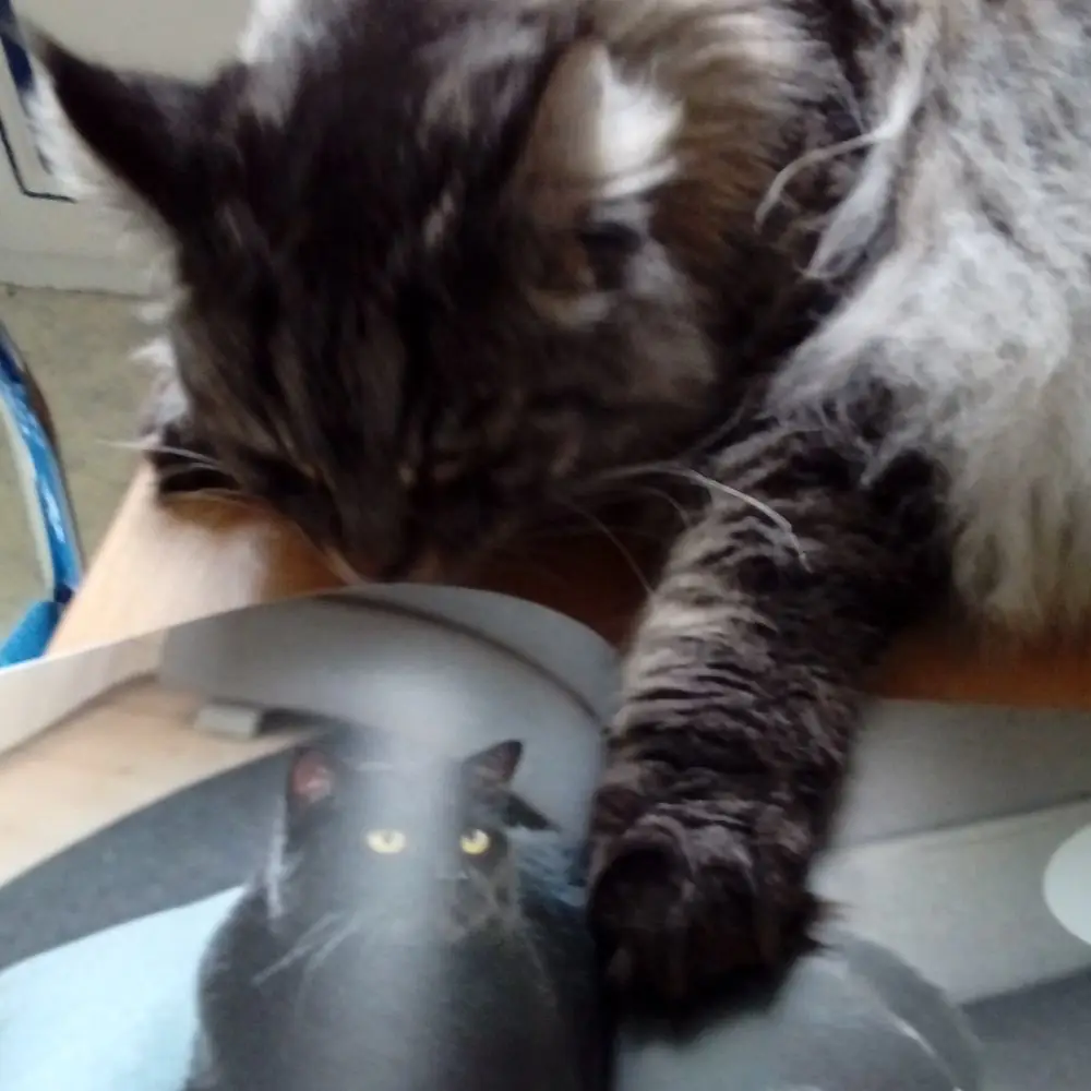 Katze beschnuppert Buch "Morle schnurrt"