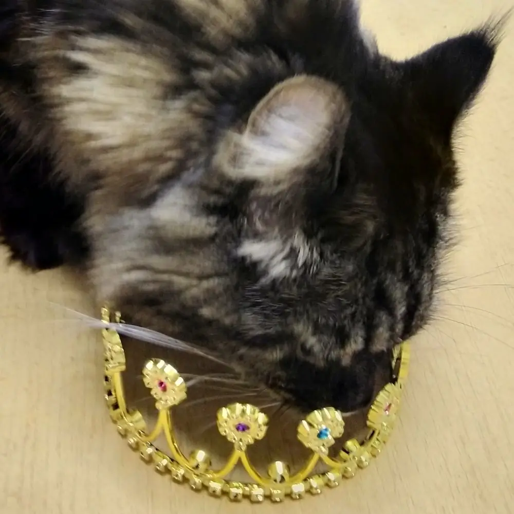 Katze Mystery mit Krone