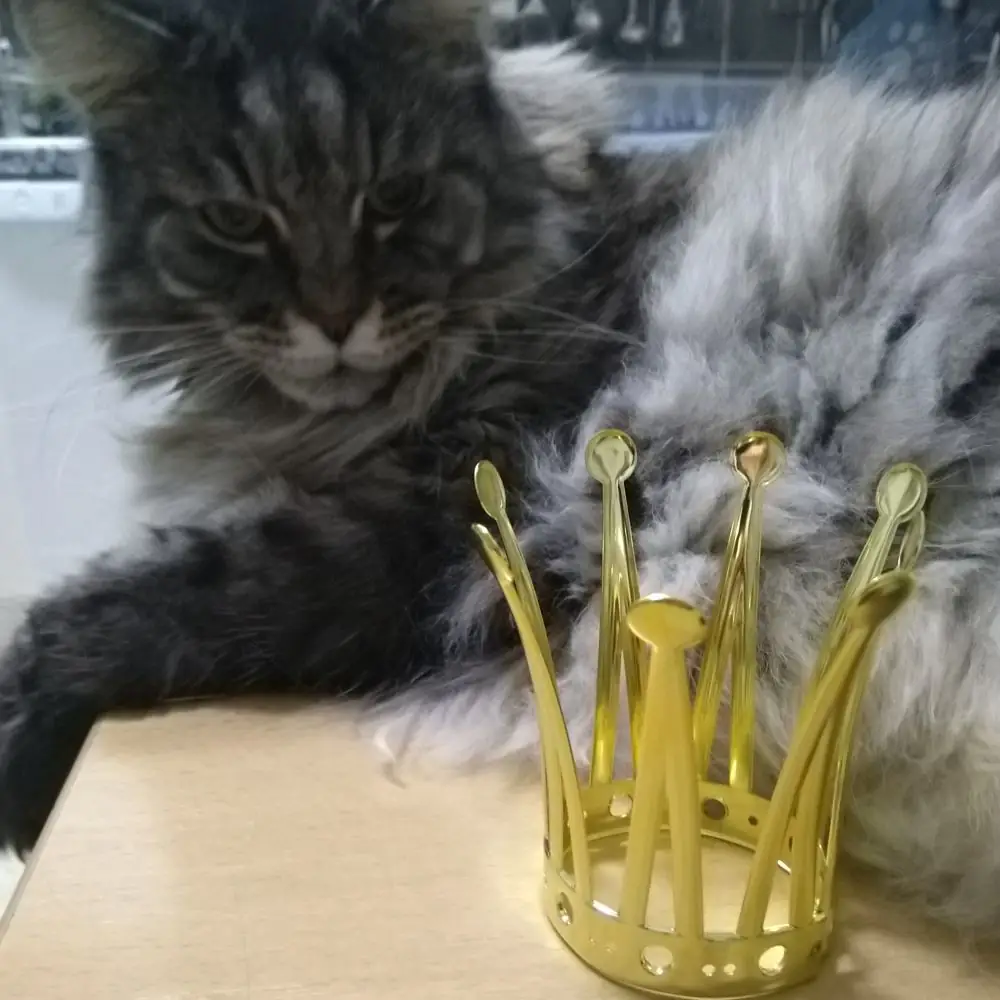 Kater Spirit mit Krone