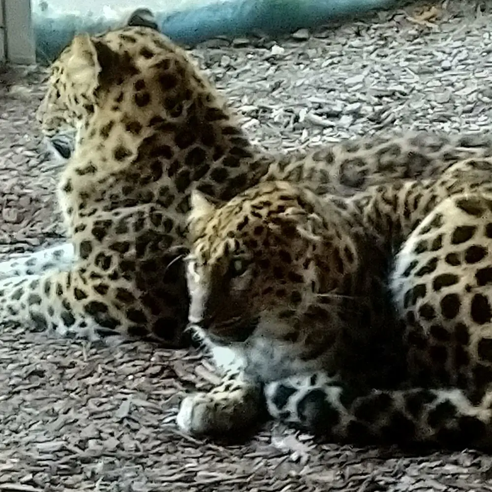 Zwei Amurleoparden Tiergarten