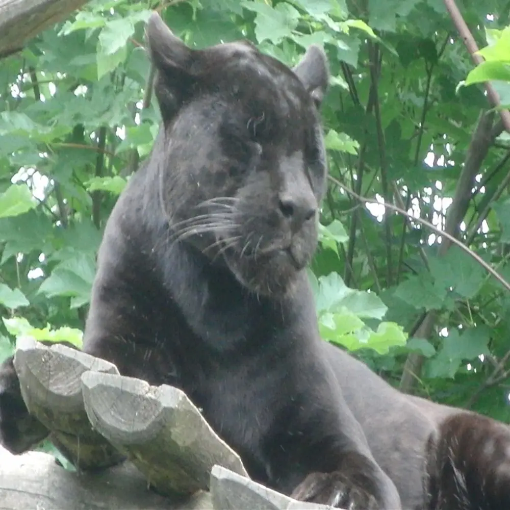 Schwarzer Jaguar im Tiergarten Schönbrunn
