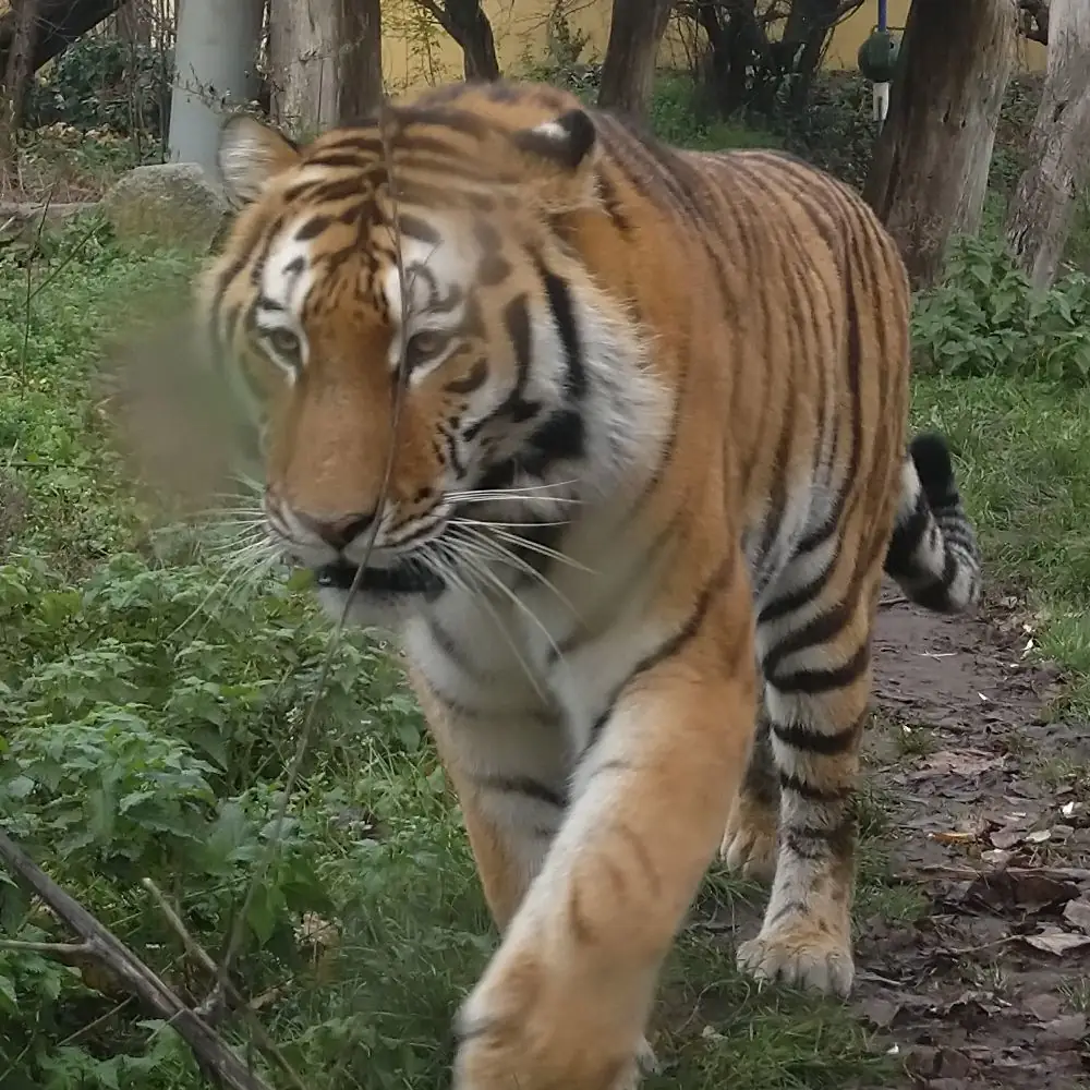 Sibirischer Tiger im Tiergarten Schönbrunn