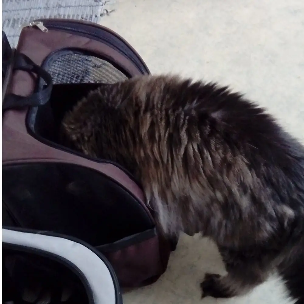 Katze klettert in Transportbox