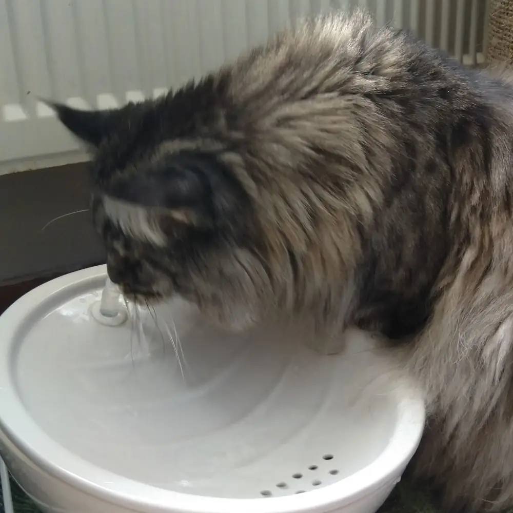 Katze mit Keramik-Trinkbrunnen
