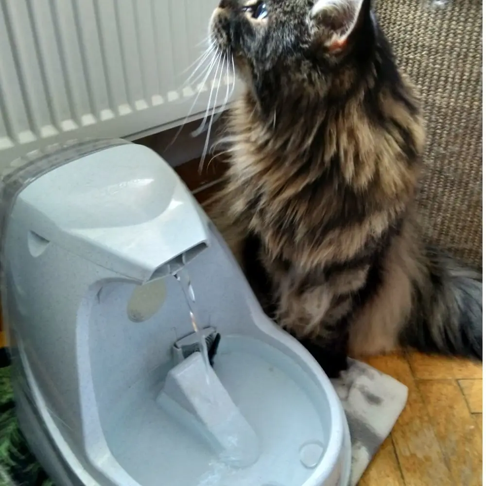 Katze mit Trinkbrunnen