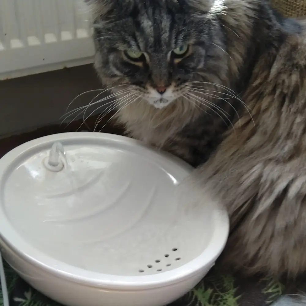 Katze mit Keramik-Trinkbrunnen